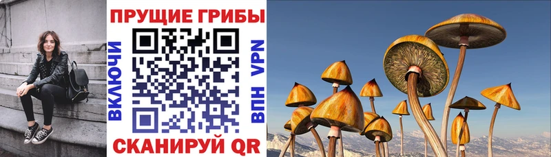 shop состав  Волхов  Псилоцибиновые грибы Magic Shrooms  дарнет шоп 